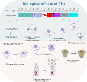 Biologiczne efekty fal THz