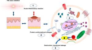Nietermiczne efekty biologiczne promieniowania THz na tkanki skóry