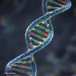 badamy geny pl KOD RABATOWY